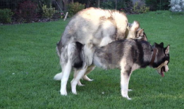 动物交配高清视频,高清视频揭示神秘交配瞬间